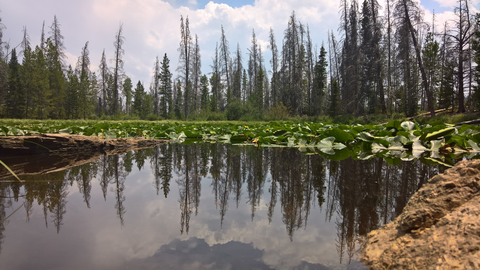 Lily Pad Trail
