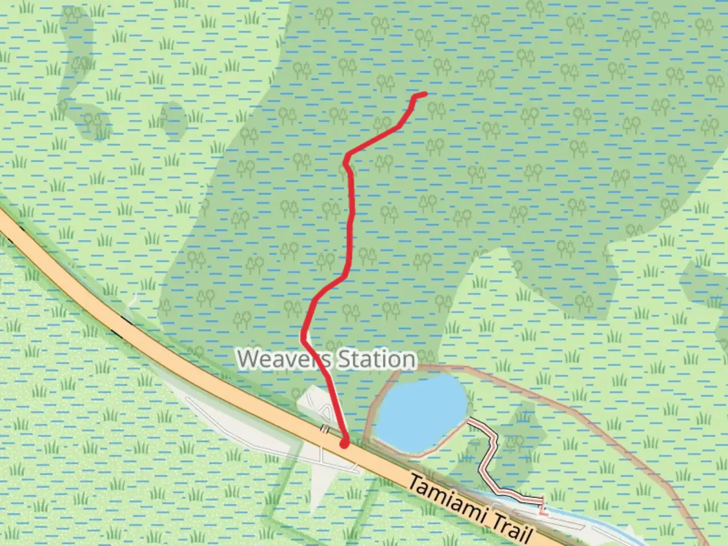 An image depicting the trail Big Cypress Boardwalk and its surrounding area.