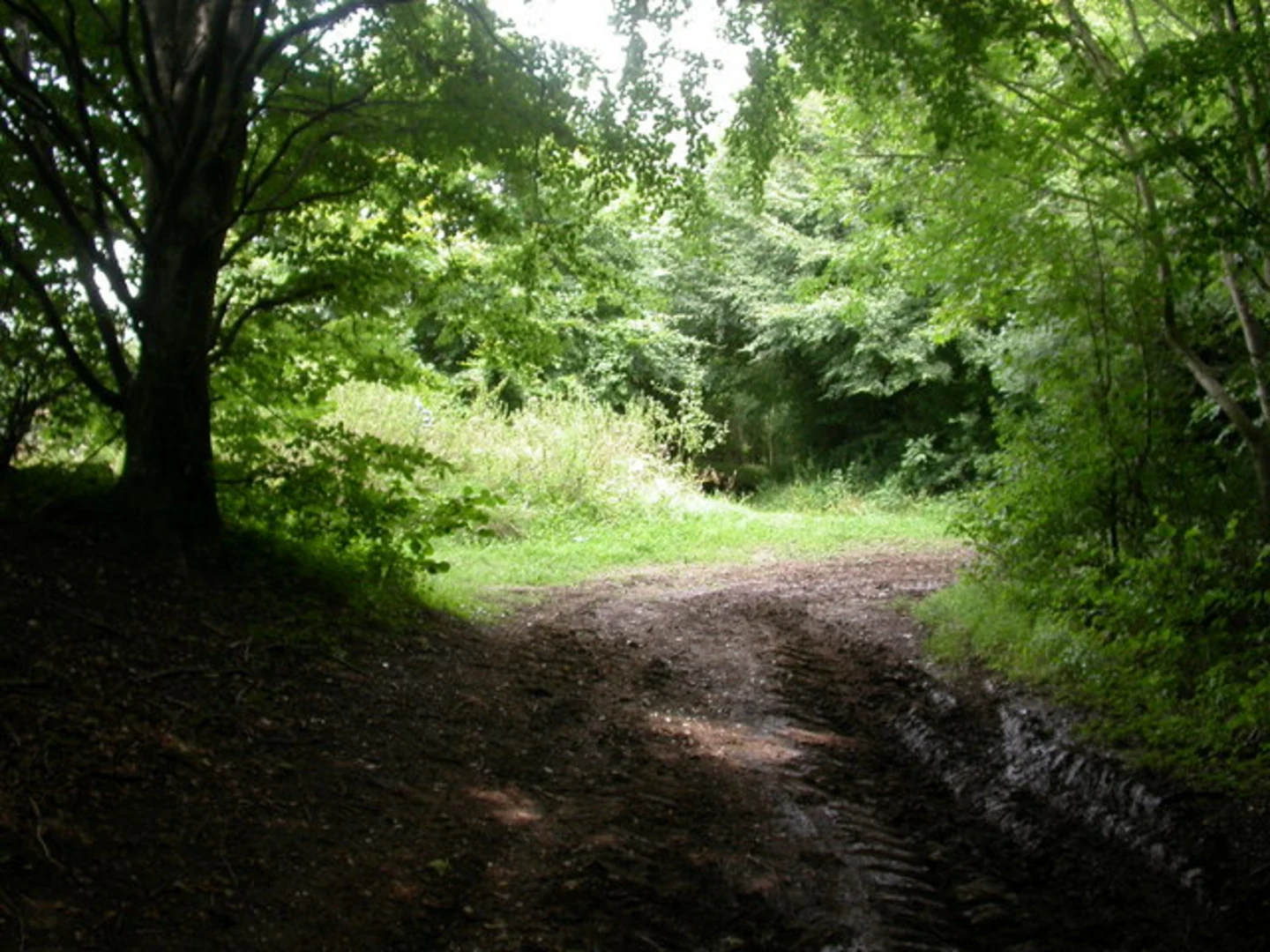 An image depicting the trail Monkton Up Wimborne to Pentridge Walk and its surrounding area.