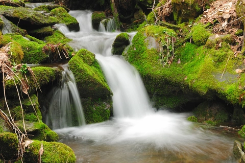 An image depicting the trail Hughes Ridge via Benton Mackaye Trail and its surrounding area.