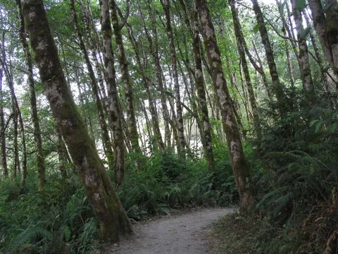 An image depicting the trail Crossover Road Trail and its surrounding area.