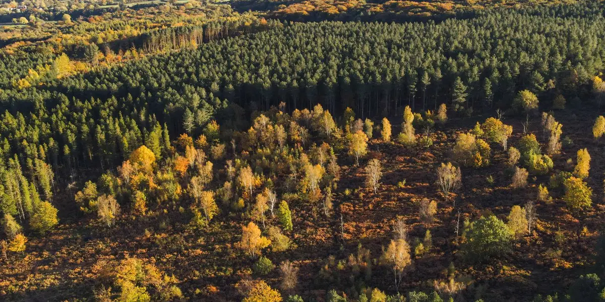 Grenoside - Greno Wood - Wharncliffe Wood and Whalejaw Hill