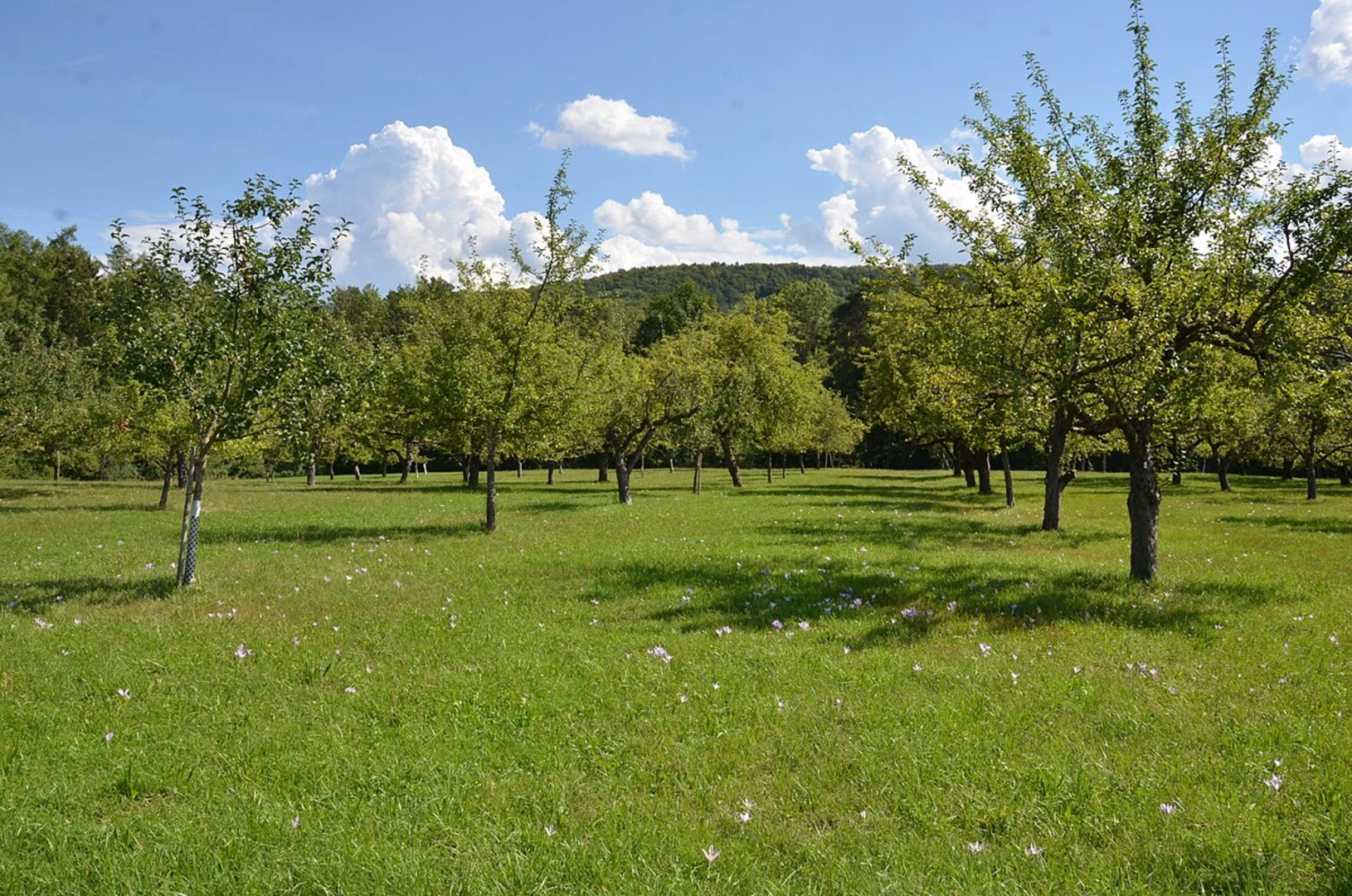 An image depicting the trail Nehren Loop and its surrounding area.