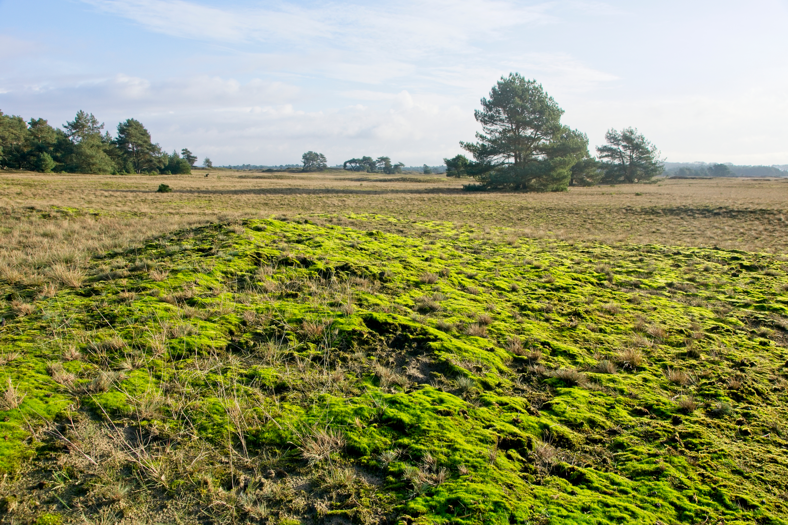 An image depicting the trail Weikamper Weg and Oude Weg Loop and its surrounding area.