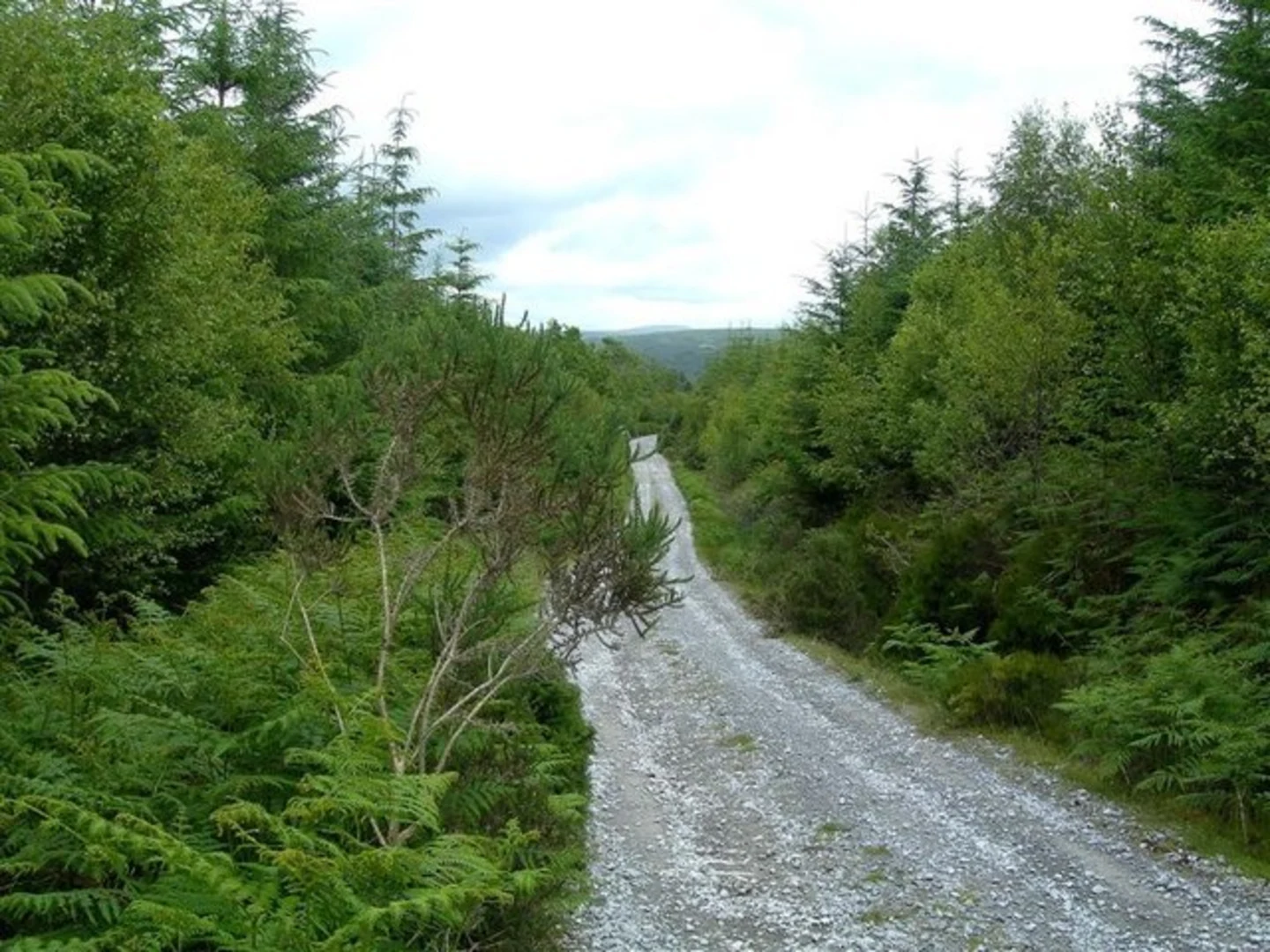 An image depicting the trail Carrigawaddra and Crohane Loop from Kilbonane and its surrounding area.