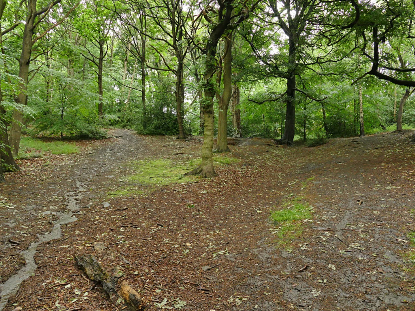 An image depicting the trail Gledhow Valley Woods Loop and its surrounding area.