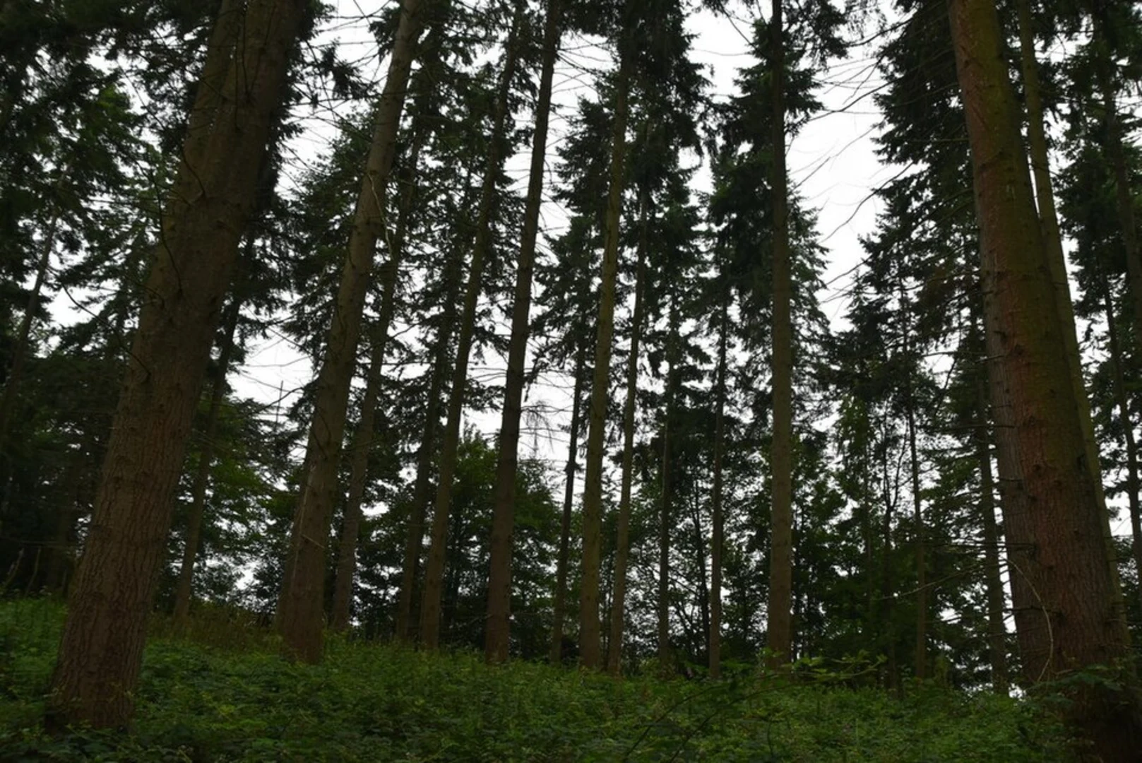 An image depicting the trail Harpsden Western Loop and its surrounding area.