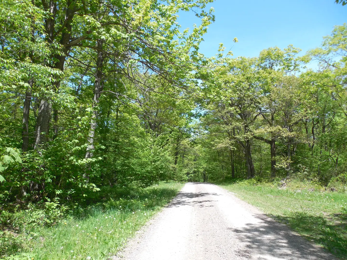 An image depicting the trail Forbes State Forest Loop and its surrounding area.