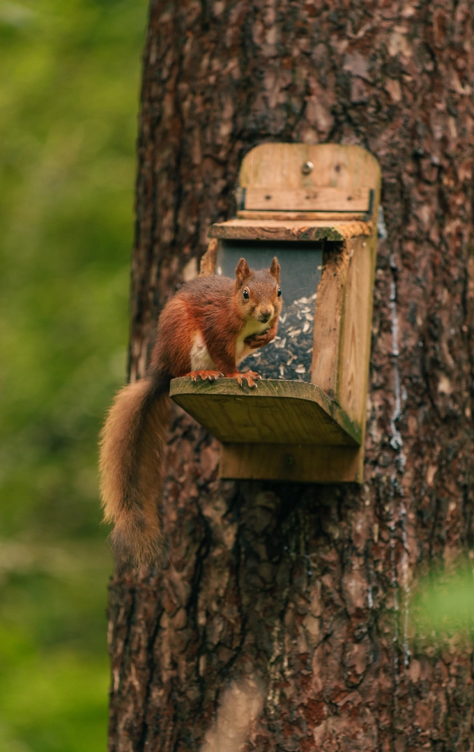 An image depicting the trail Dingle, Llangefni. Nature Health Walk and its surrounding area.