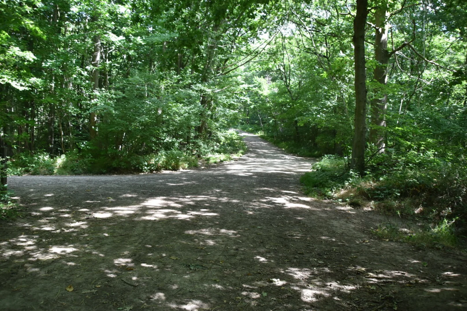 An image depicting the trail Gattons Plantation and Joydens Wood Loop and its surrounding area.