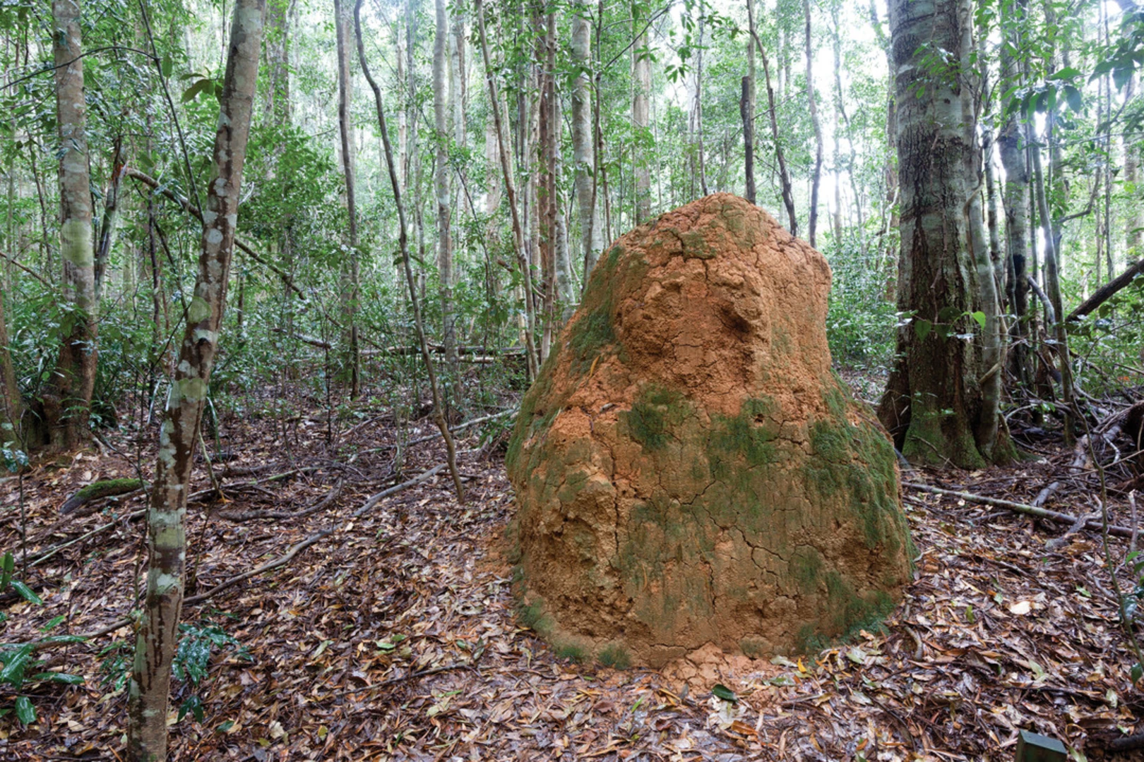 An image depicting the trail Mobong Track and its surrounding area.