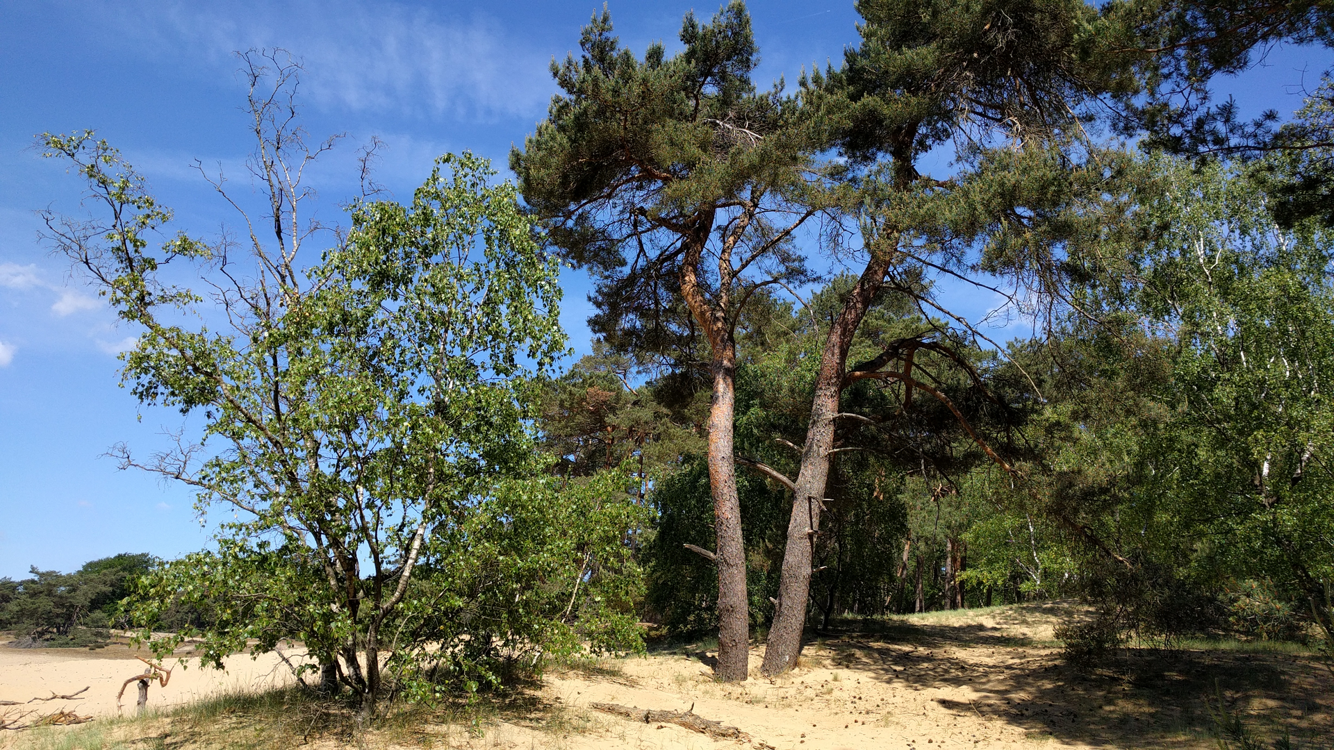 An image depicting the trail Oudezijl to Bourtange via Houwingaham and Bellingwolderbos and its surrounding area.
