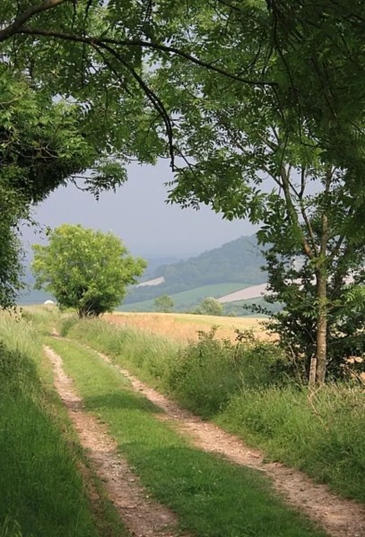 An image depicting the trail West Dean Woods Nature Reserve Loop and its surrounding area.