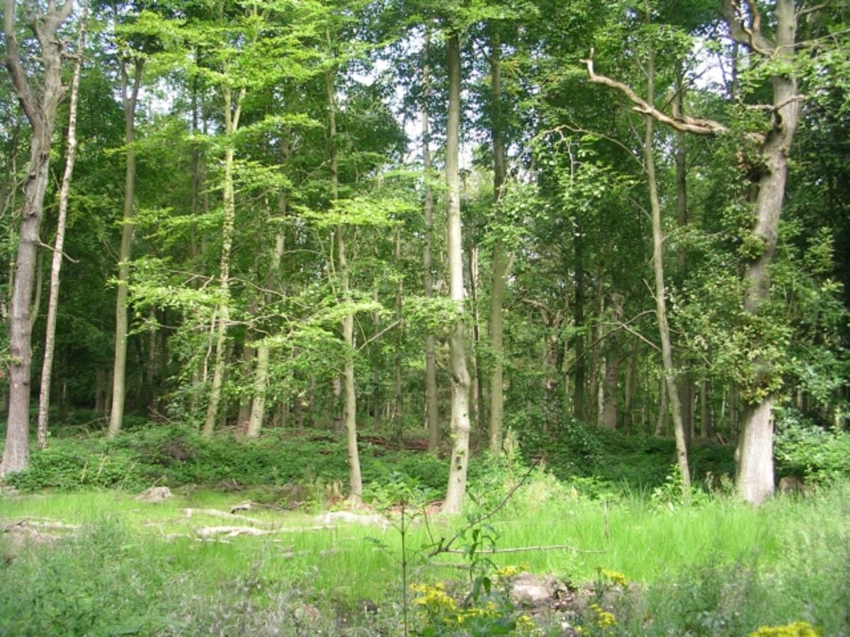 Bradley, Dyson and Screamer Wood Loop