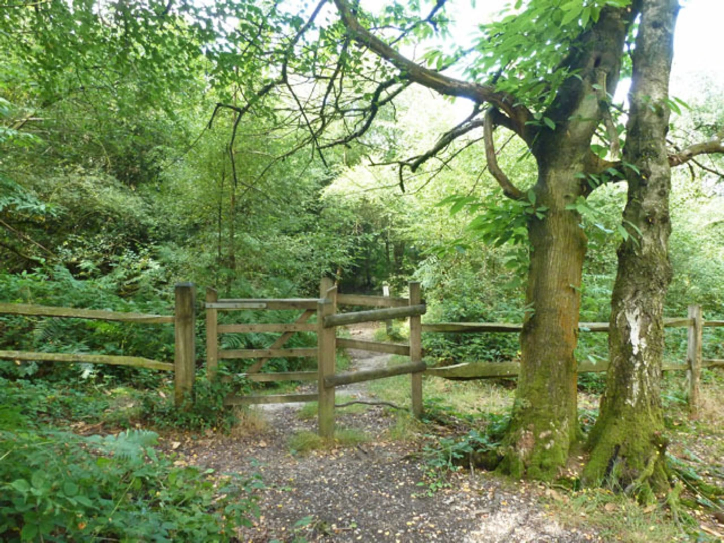 An image depicting the trail Buchan Country Park Loop and its surrounding area.