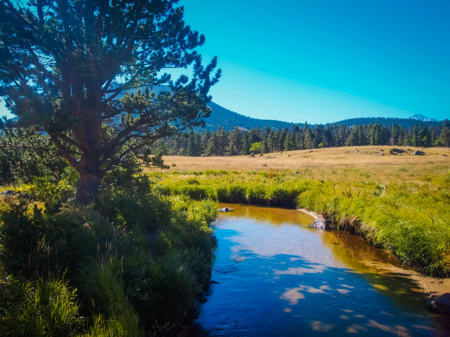 An image depicting the trail Deer Mountain Trail and its surrounding area.
