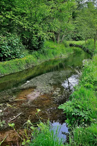 Forge Valley Woods Walk