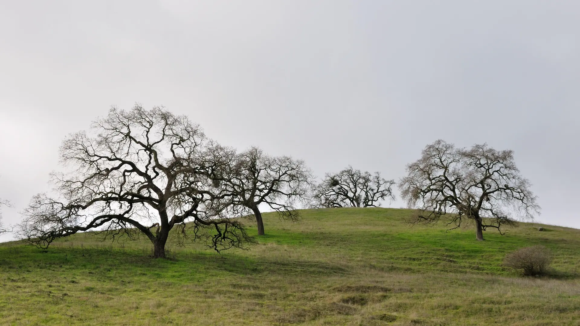 An image depicting the trail Calero Reservoir via Cherry Canyon Creek and Chisnantuk Peak Trail and its surrounding area.