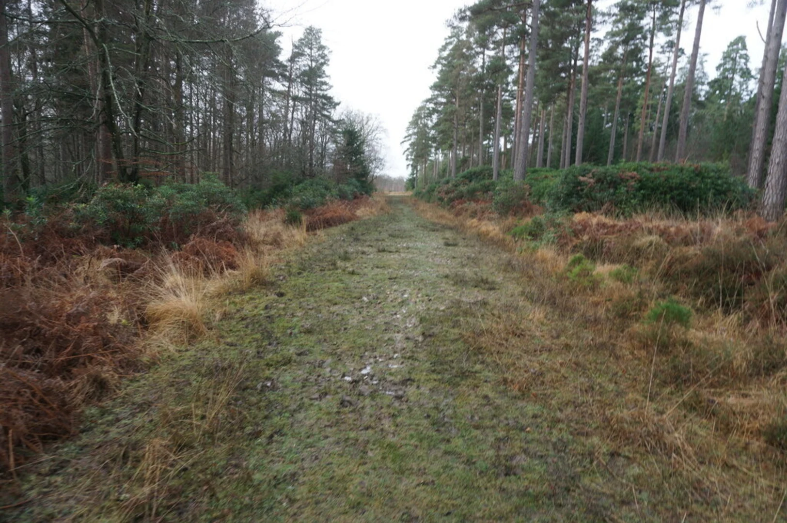 An image depicting the trail Blackwater Arboretum Accessible Trail and its surrounding area.