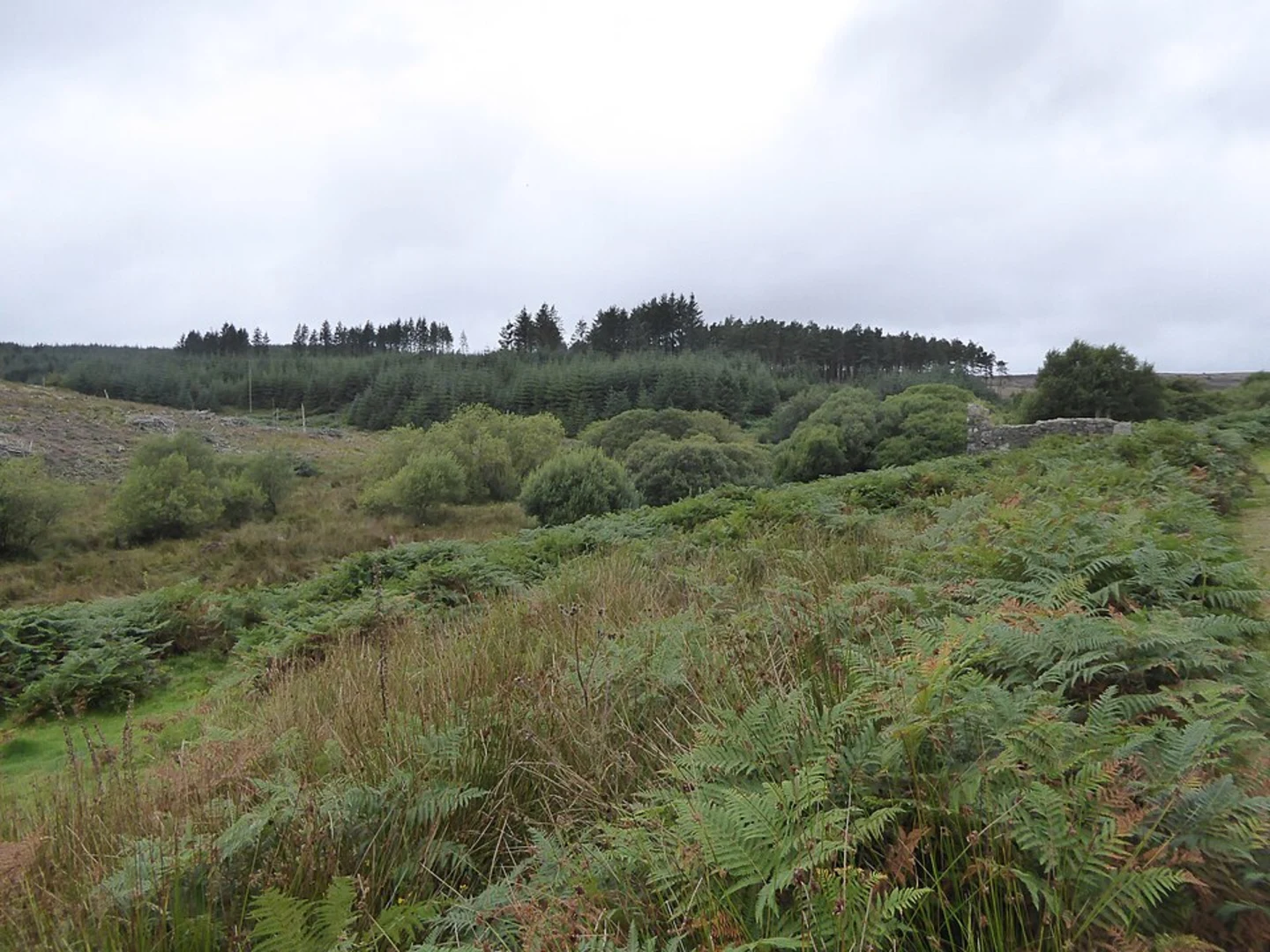 An image depicting the trail Challacombe Loop and its surrounding area.