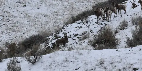 An image depicting the trail Mount St Helens Area Loops and its surrounding area.