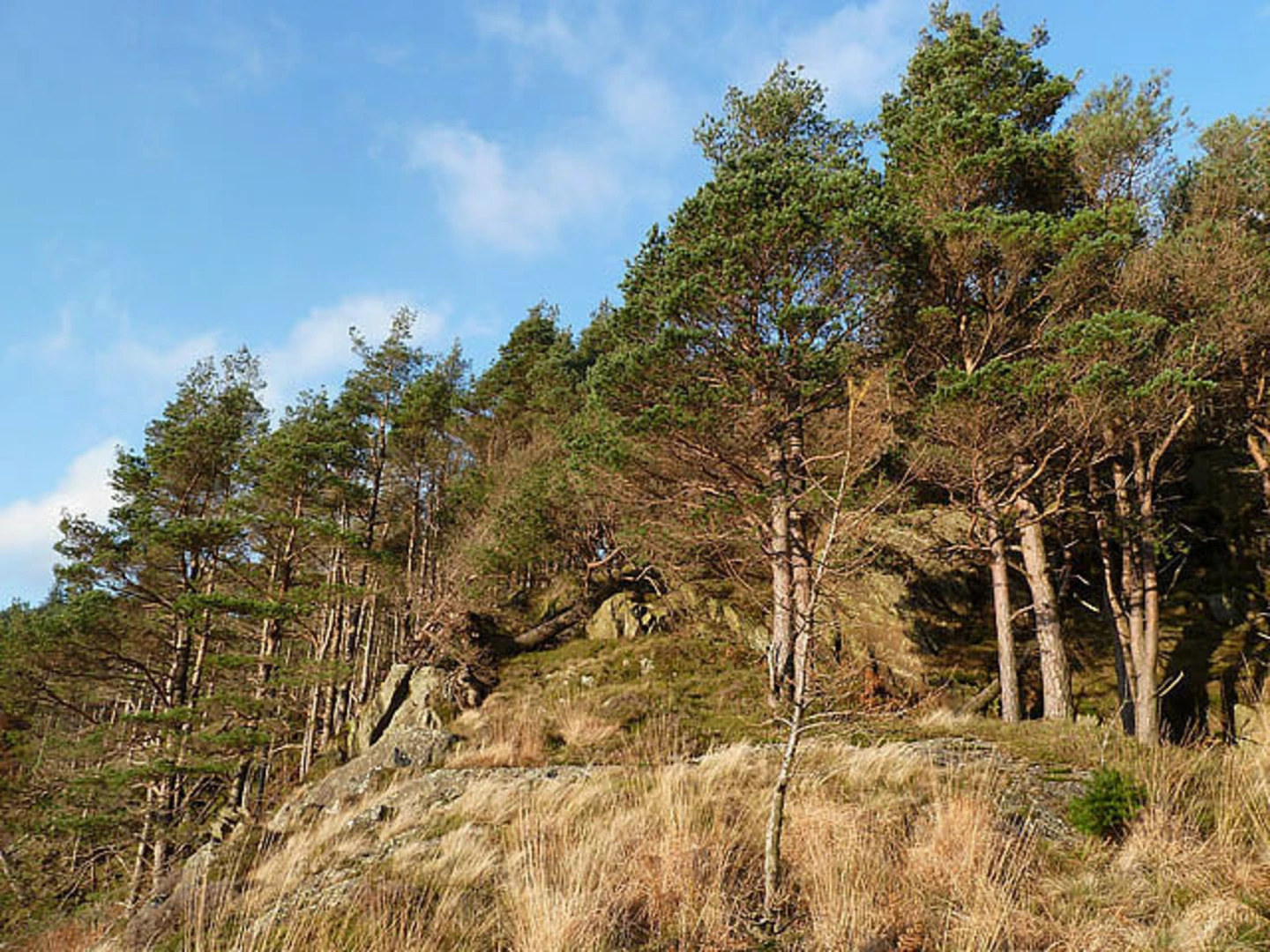 An image depicting the trail Shundraw, Shoulthwaite Moss and Rake How Loop and its surrounding area.
