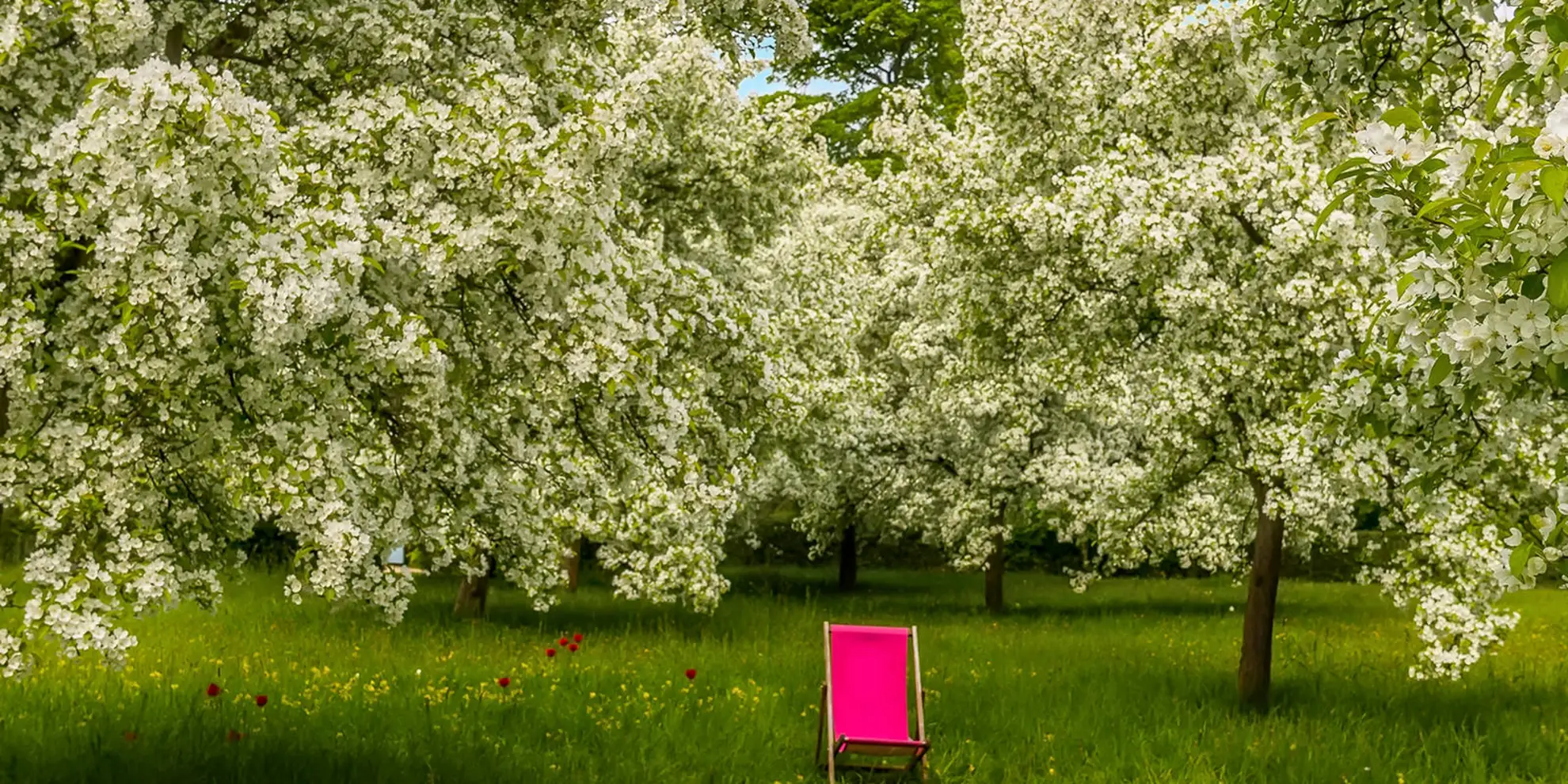 An image depicting the trail Exploring Bess' Grounds and its surrounding area.