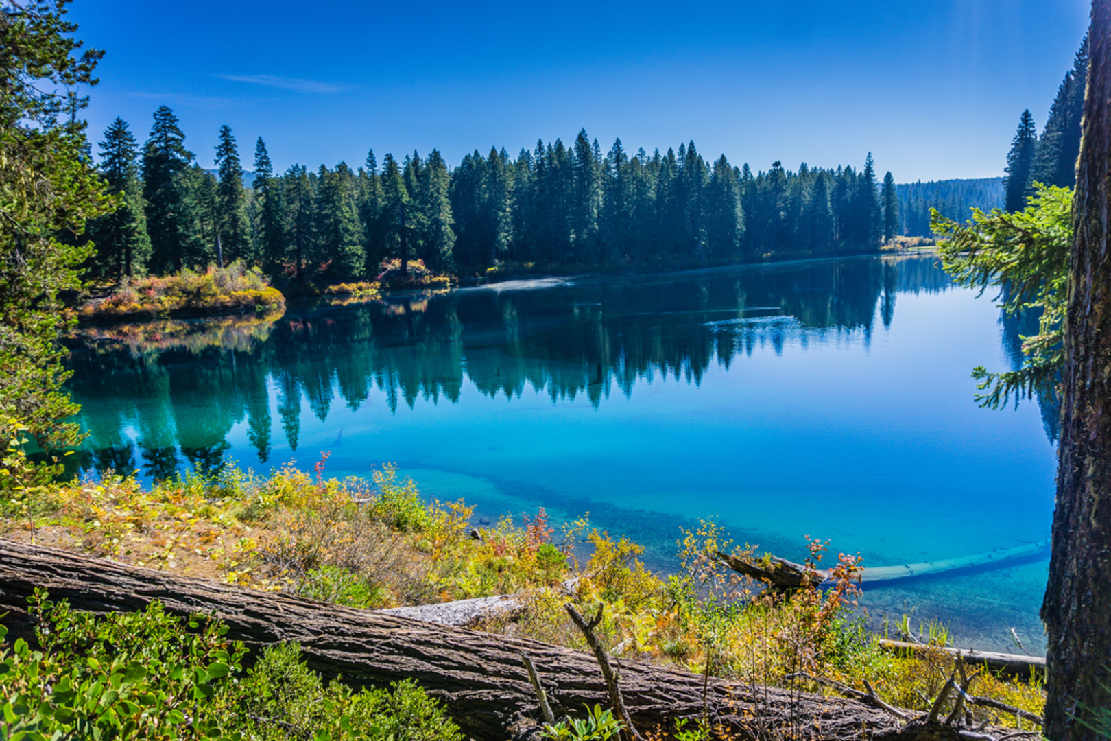 An image depicting the trail McKenzie River National Recreation Trail and its surrounding area.