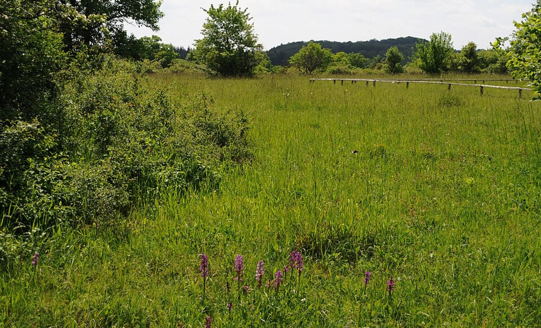 An image depicting the trail NSG Perfeist and Loschemer Kapelle Loop and its surrounding area.
