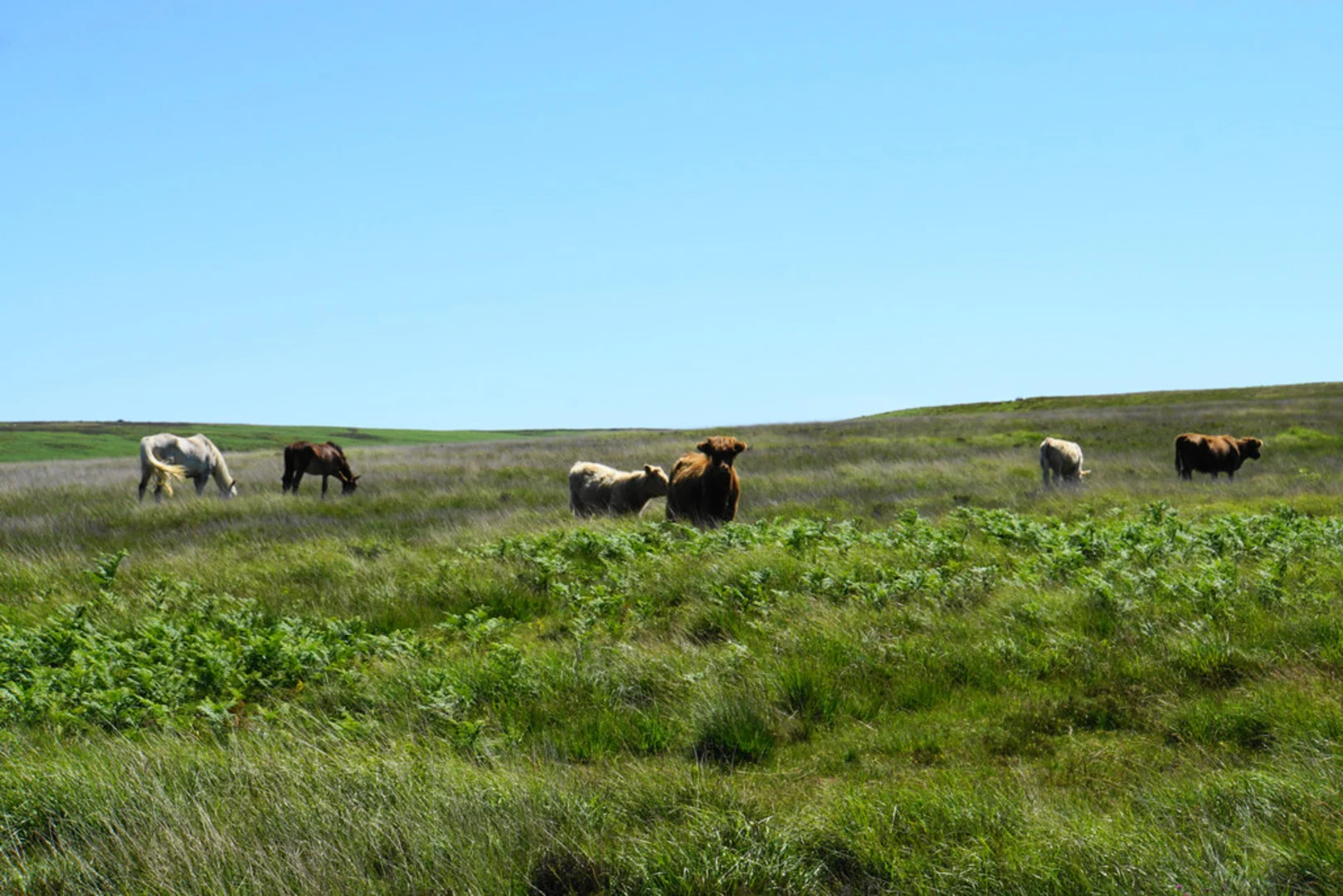 An image depicting the trail Simonsbath to Lynmouth Walk and its surrounding area.