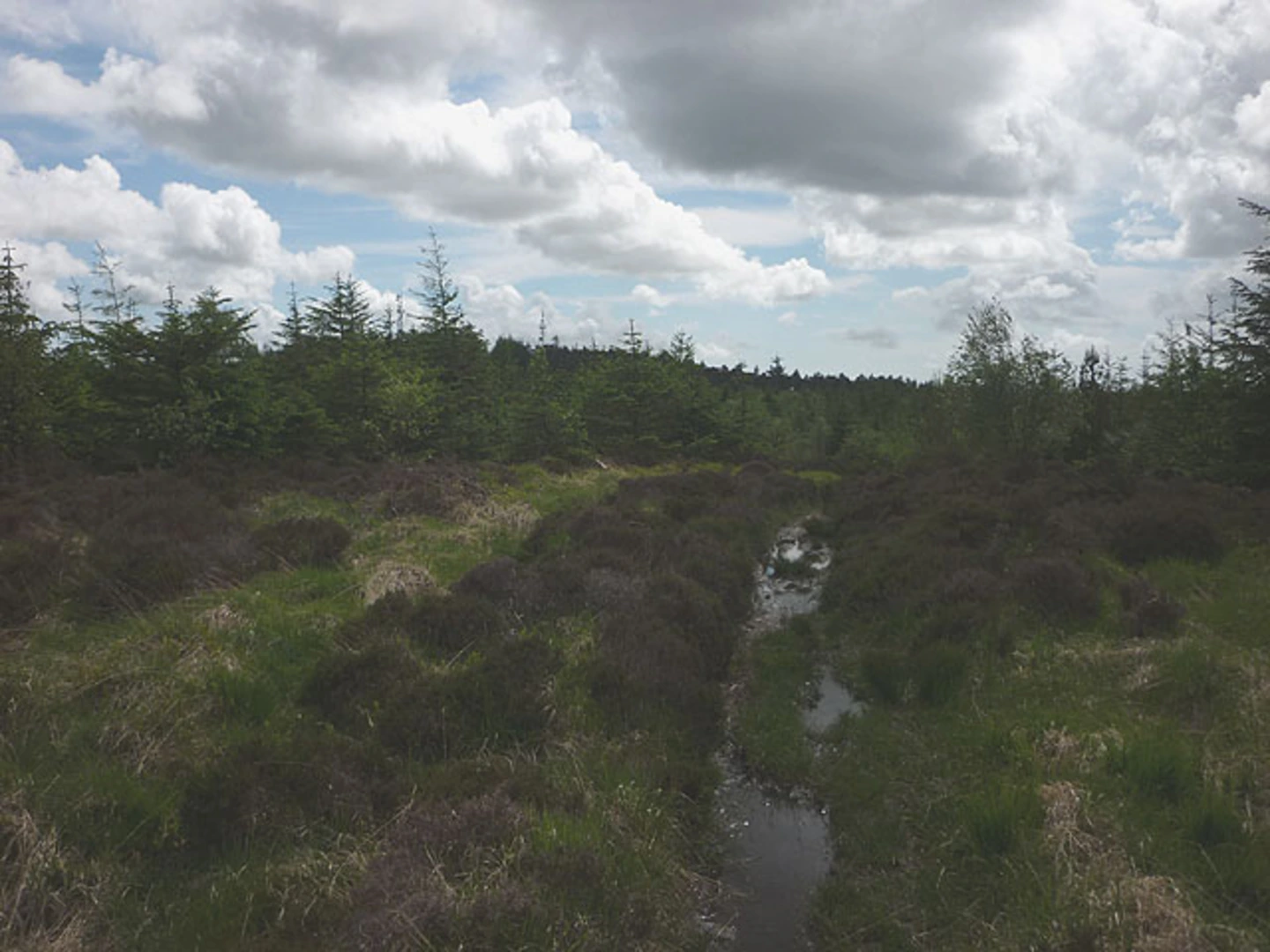 An image depicting the trail Scale Green, Monk Coniston Moor and Hawkshead Hall Park Loop - Grizedale and its surrounding area.