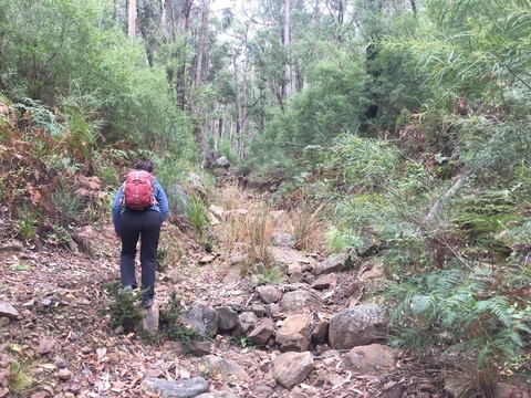 Mount Lubra and Twin Peak Trail
