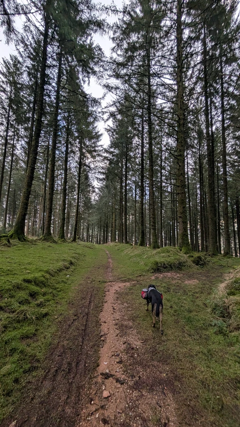 Dartmoor Ramble, back to Rowtor