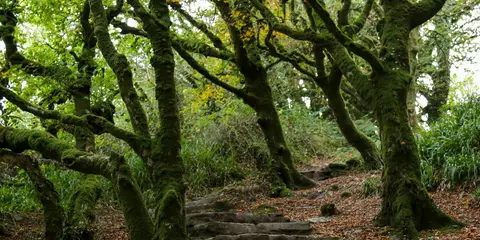 An image depicting the trail Barnageehy Loop and its surrounding area.