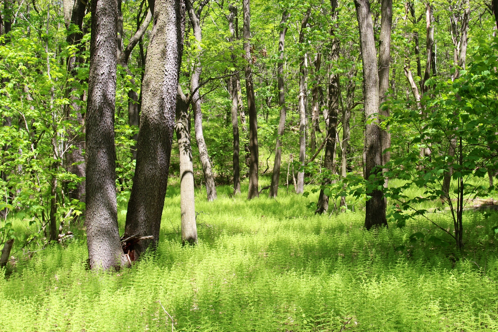 An image depicting the trail Mountain View Trail and Beaverdam Creek Loop Trail and its surrounding area.