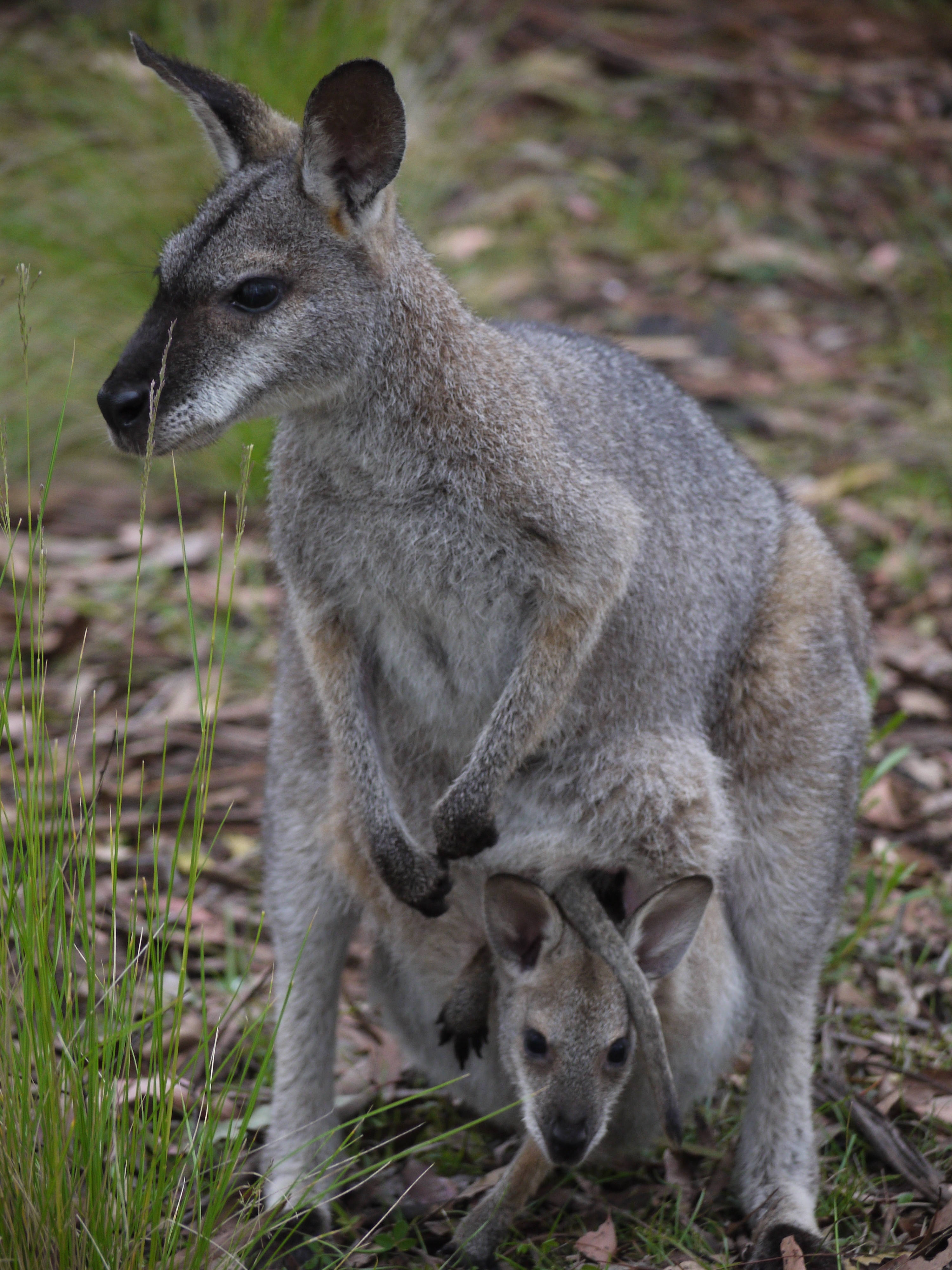 An image depicting the trail Coolah Tops National Park and its surrounding area.