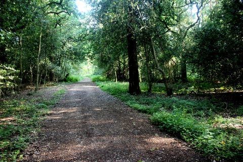 An image depicting the trail Pilley to East Boldre Walk and its surrounding area.