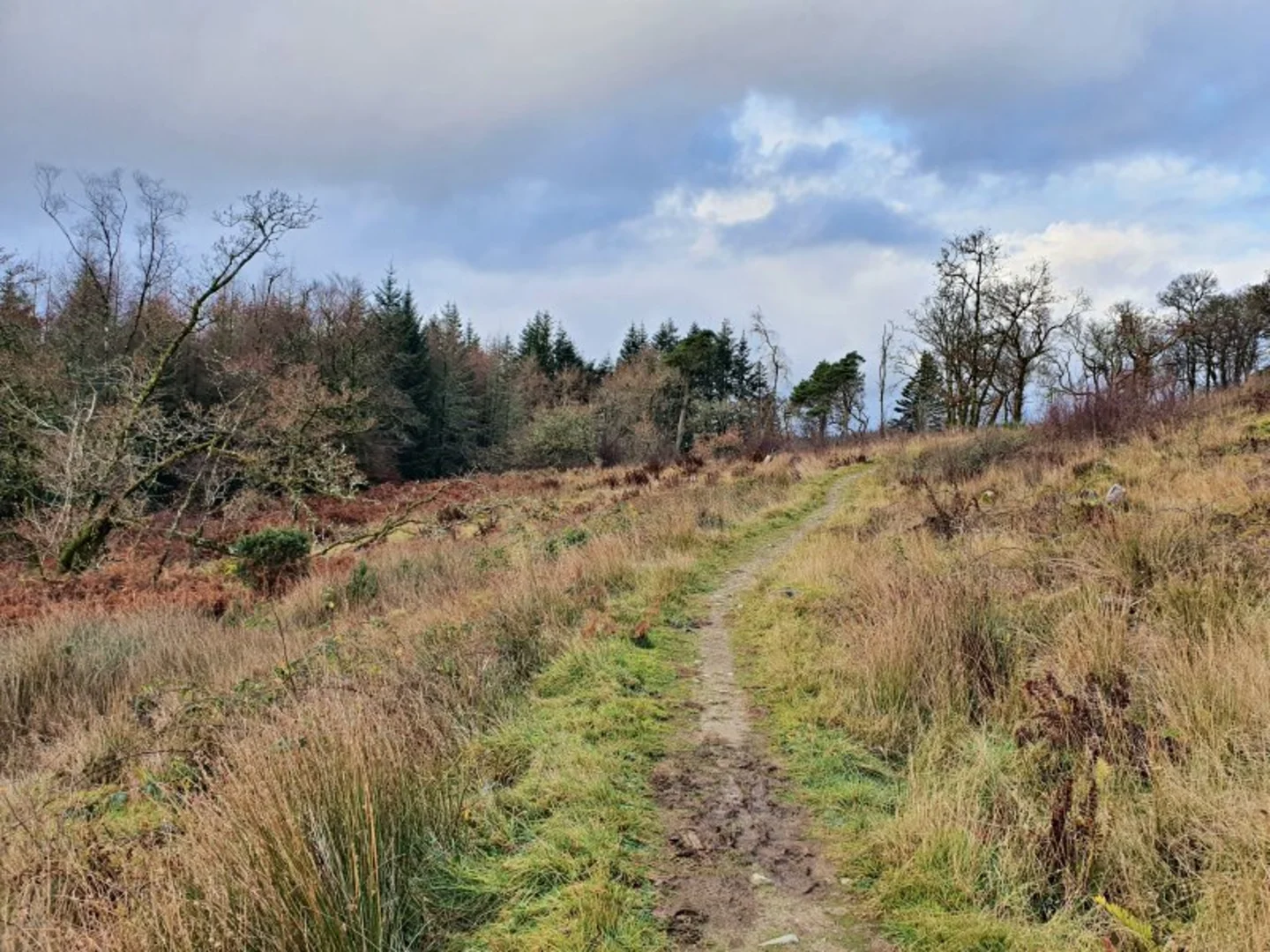 An image depicting the trail Dragonfly Trail via Achnabreac Forest and its surrounding area.