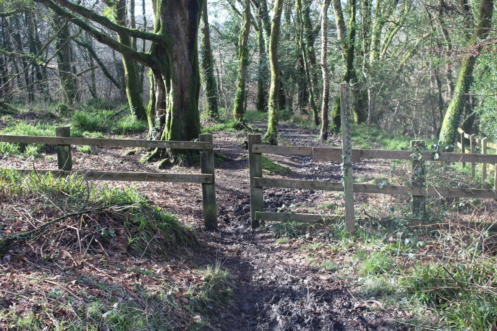 An image depicting the trail Little Milford Wood and its surrounding area.