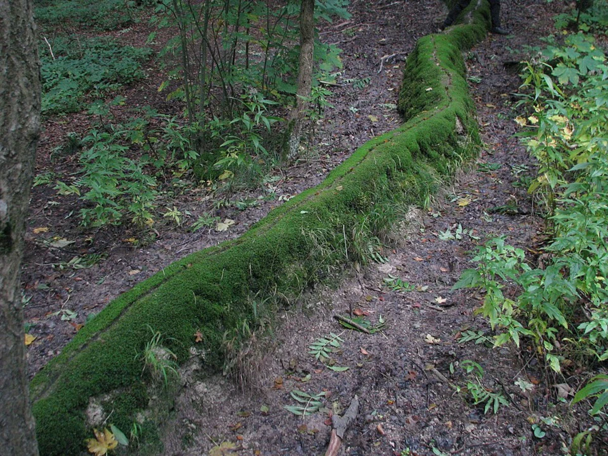 Die Rinne and Herrnweg Loop