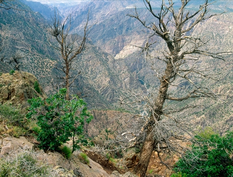 An image depicting the trail Warner Route via Warner Point Trail and its surrounding area.