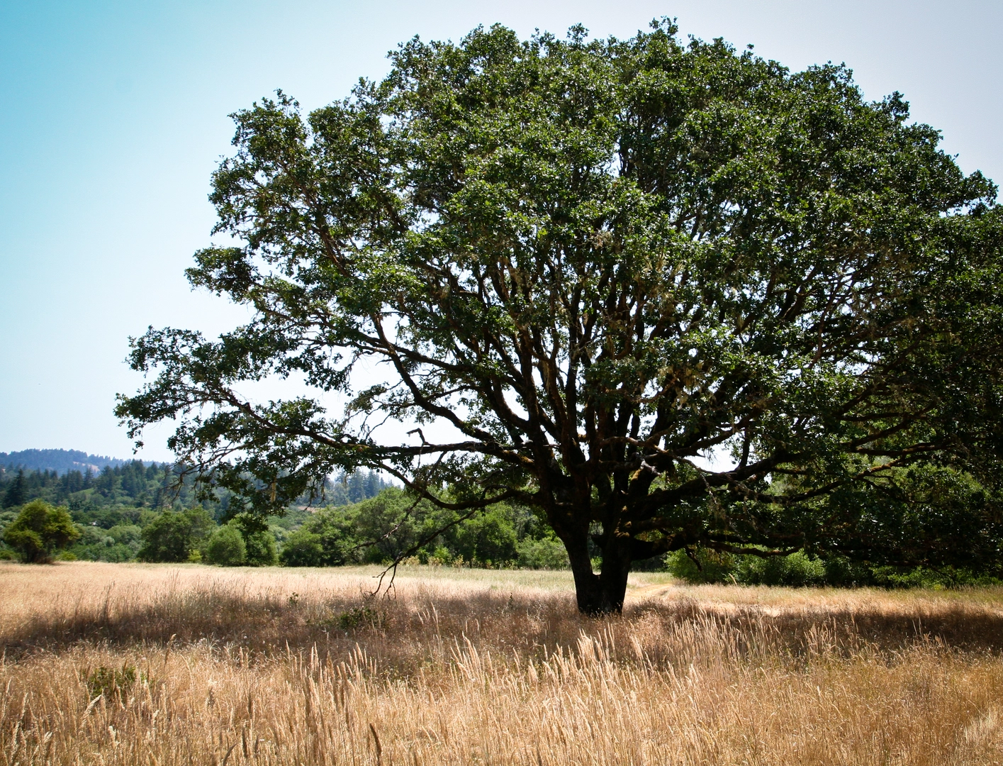 An image depicting the trail Hendy Woods State Park - Upper Loop and its surrounding area.