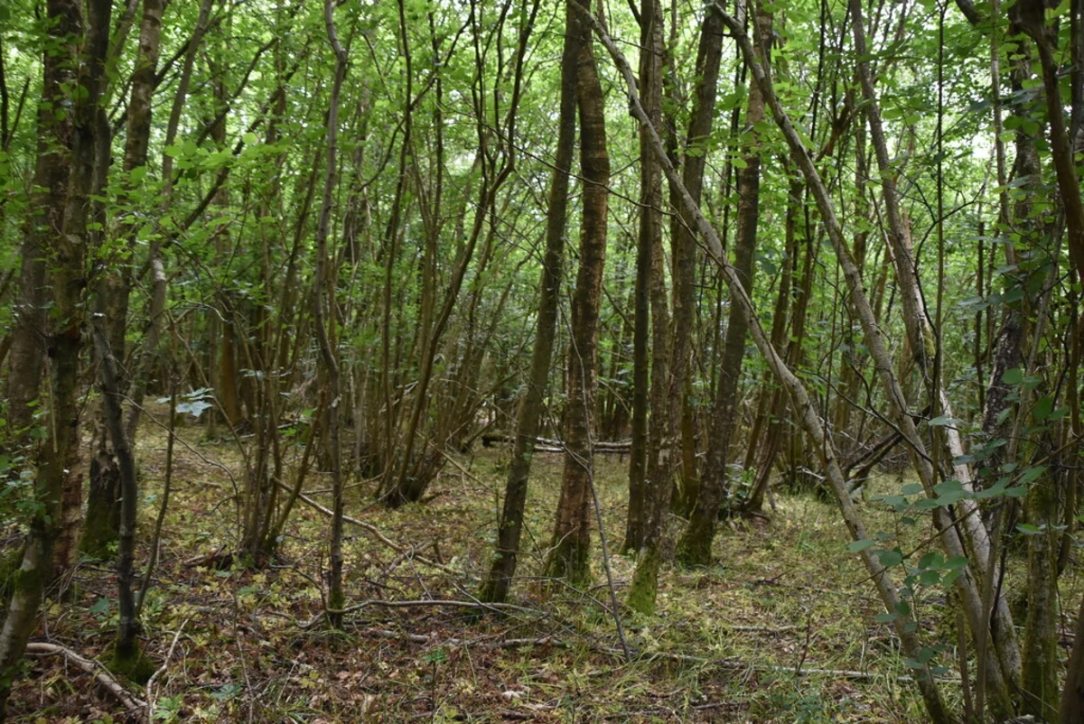 Uckfield to Fletching Loop