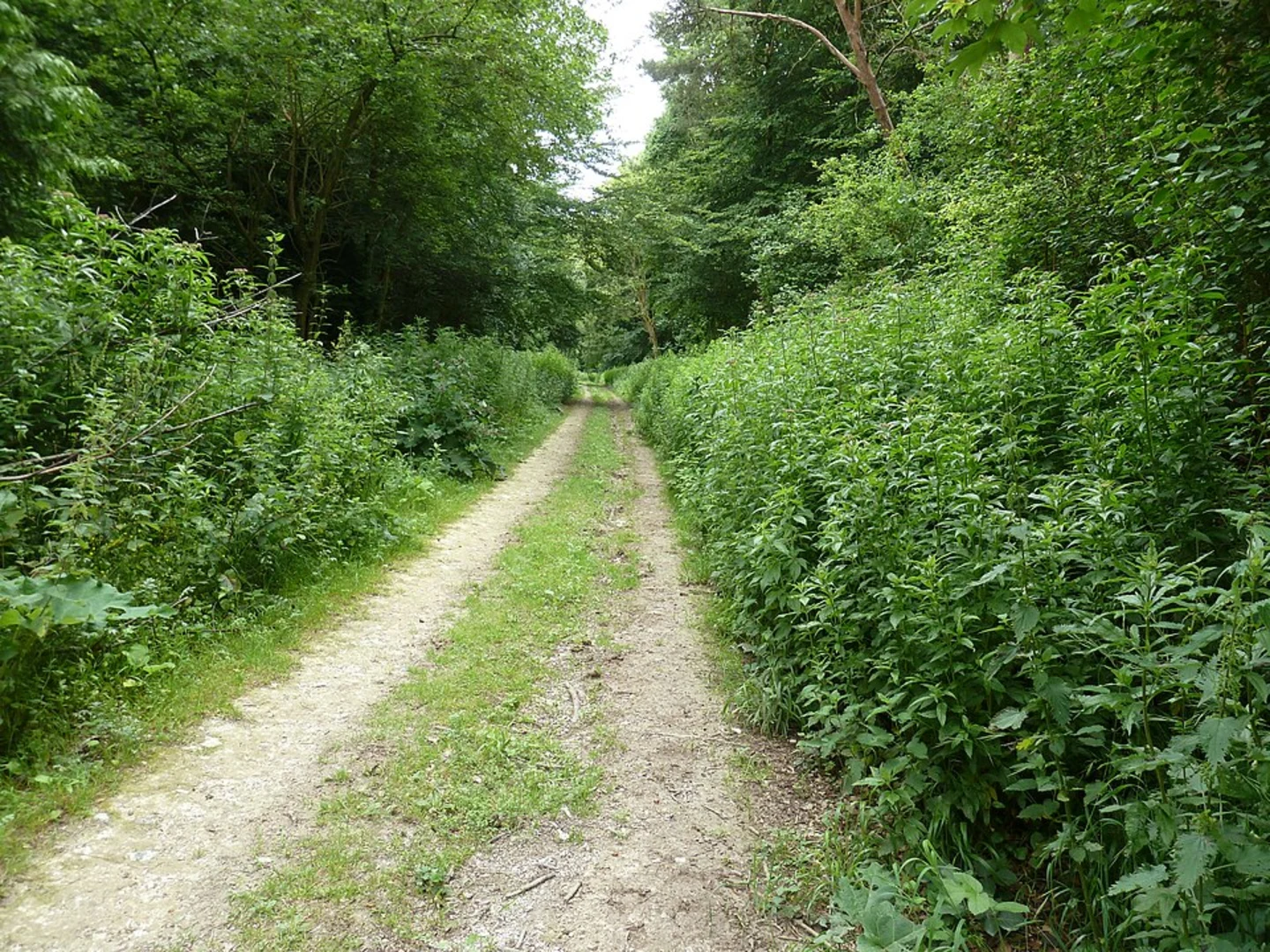 An image depicting the trail Dilworth Clumps and Shellbrook Wood via Wood Farm Trail and its surrounding area.
