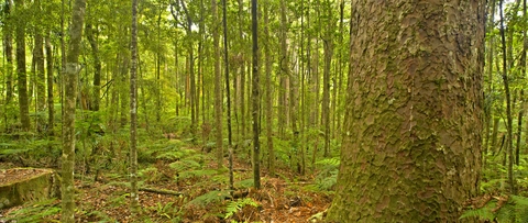 Trounson Kauri Walk