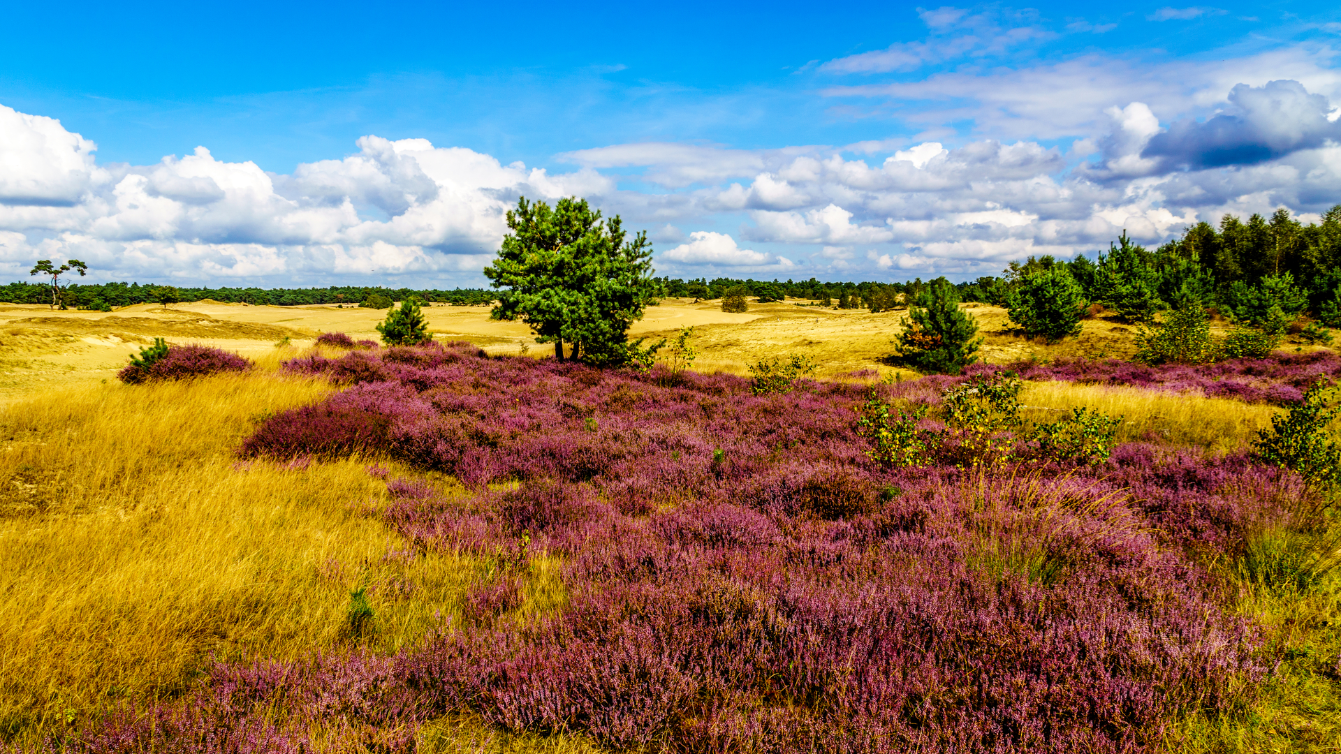 An image depicting the trail Beekhuizerzand, Koopmansbosch and De Zandmolen Loop and its surrounding area.