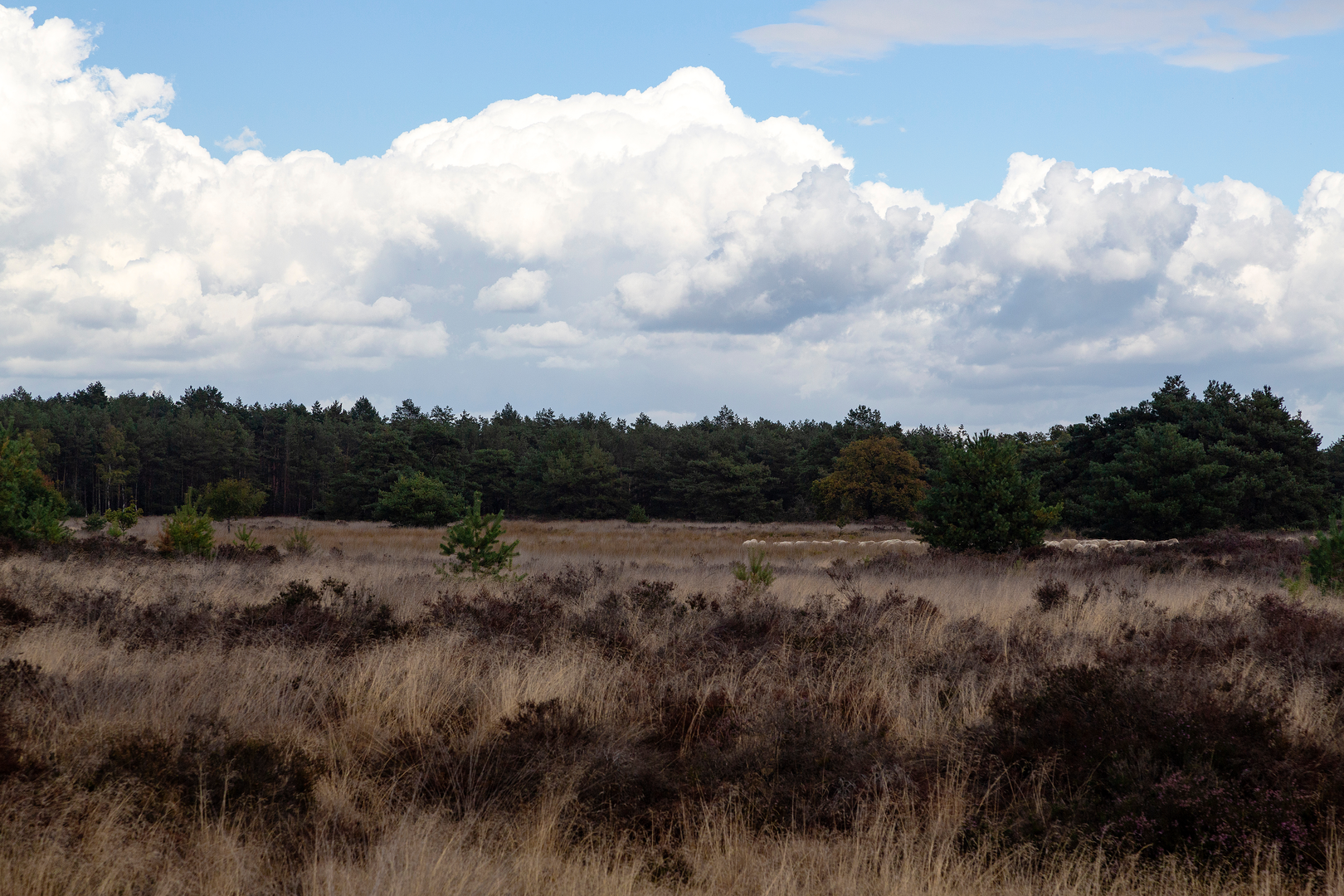 An image depicting the trail Voorbeeklaan, Somerenseweg and Herselseweg Loop and its surrounding area.