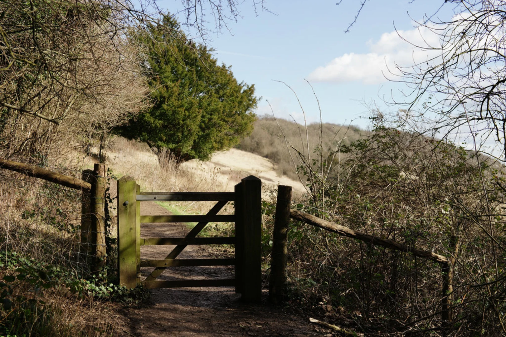 An image depicting the trail The Box Hill Hike and its surrounding area.