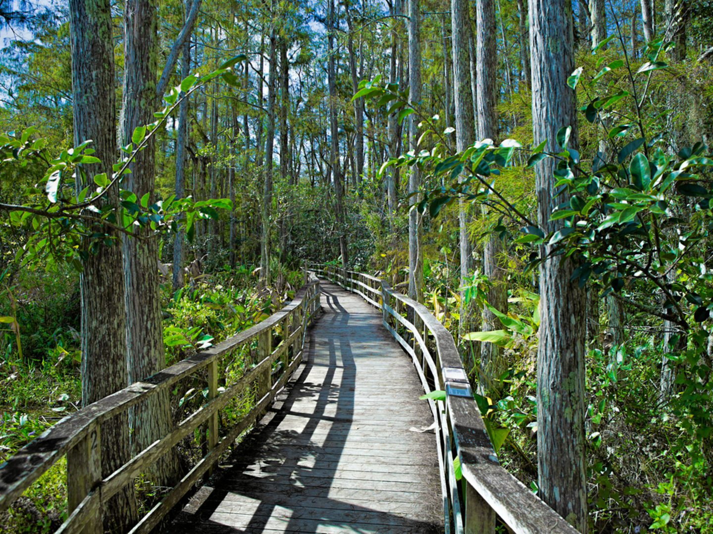 An image depicting the trail Corkscrew Sanctuary Boardwalk Loop and its surrounding area.