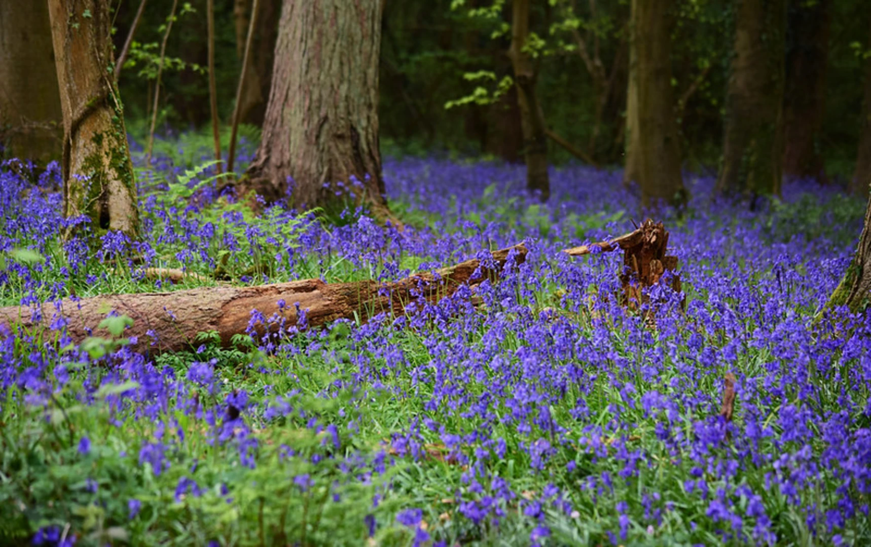 An image depicting the trail Wephams Wood Loop and its surrounding area.
